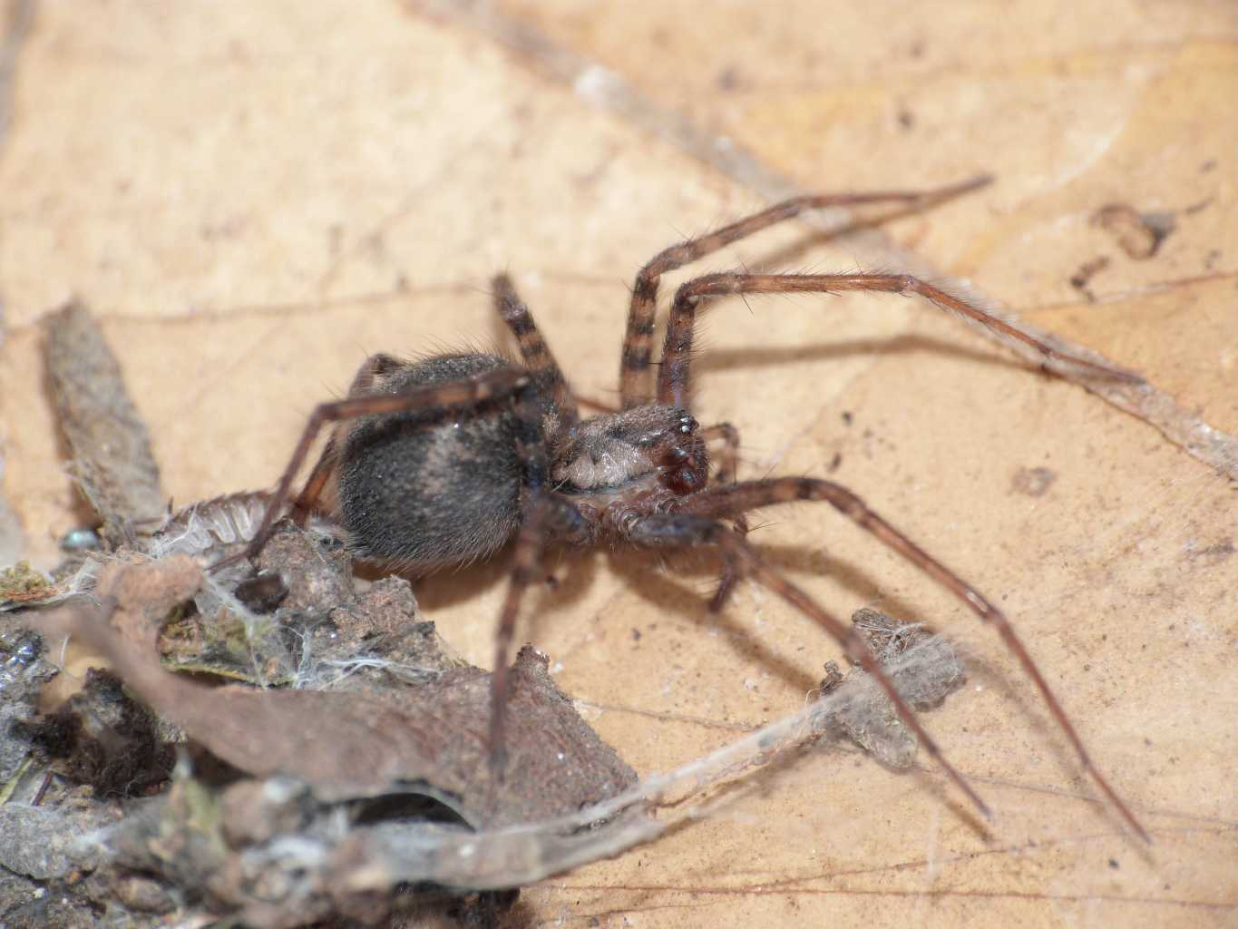 Tegenaria sp. - Tolfa (RM)